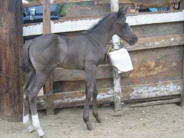dusty colt